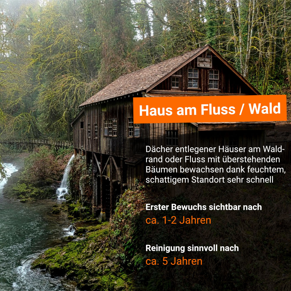 So schnell bewachsen Dächer von Häusern am Fluss oder Wald mit Flechten, Algen und Moosen 